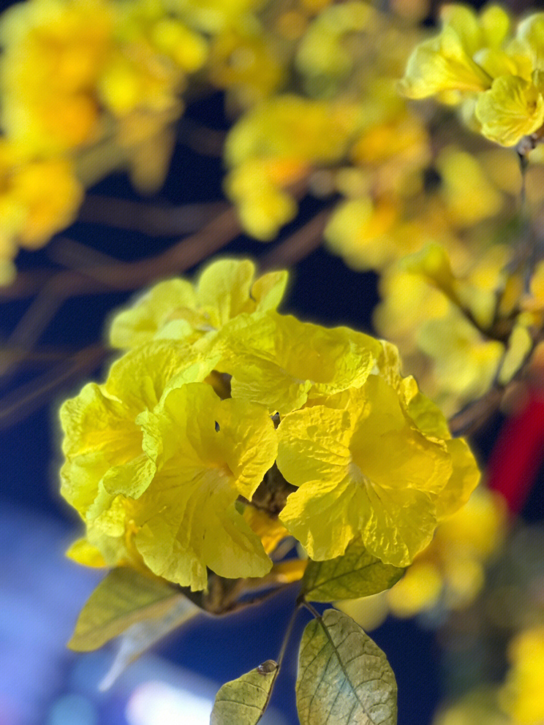 黄木铃花的花语图片