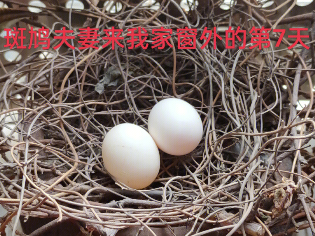 环颈斑鸠蛋图片