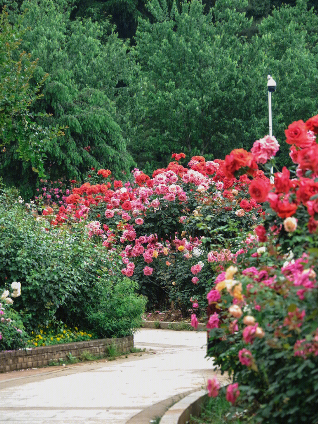 植物园的玫瑰月季蔷薇现状先上环境图