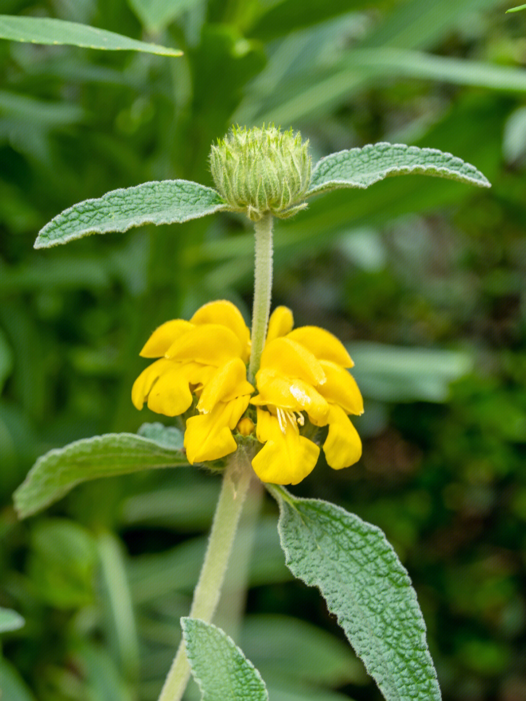 5月中旬的橙花糙苏