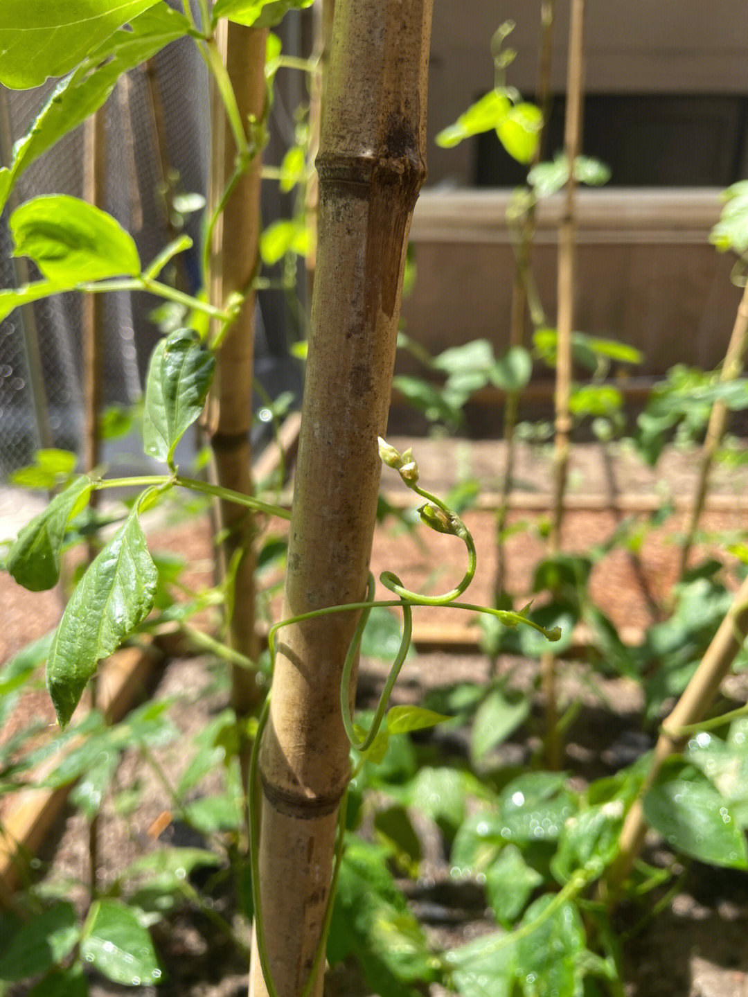 是豆角快开花了阳台上的番茄也非常茁壮可以换掉一些地里的弱苗最近