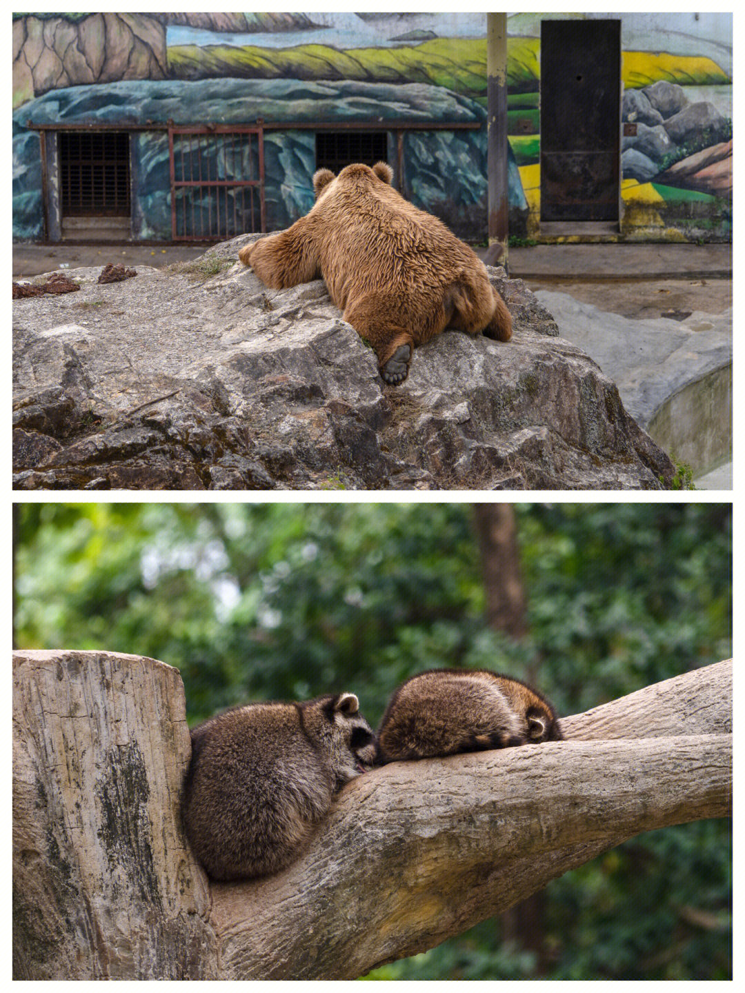 温州动物园游玩攻略图片