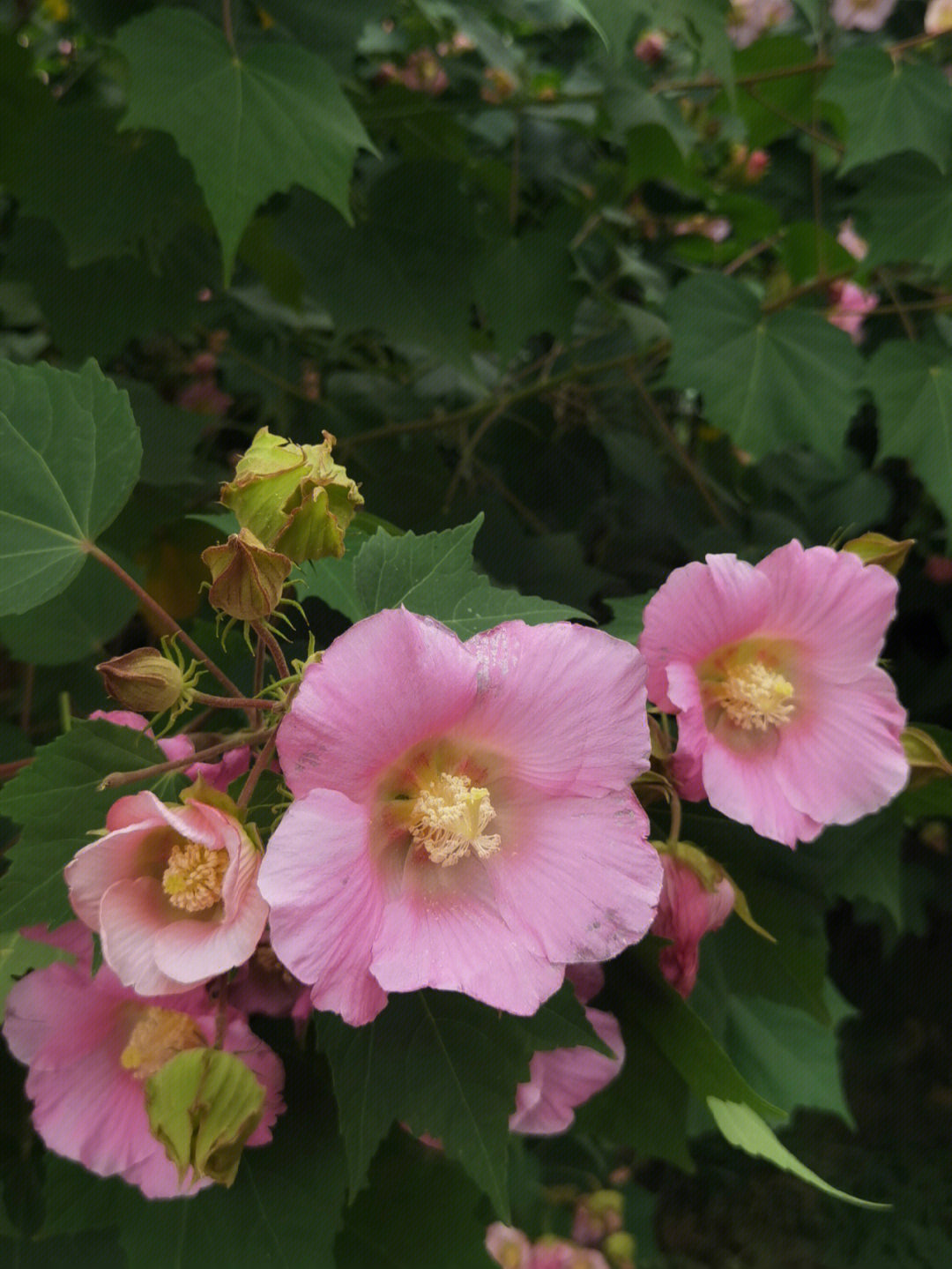 芙蓉花开秋意浓