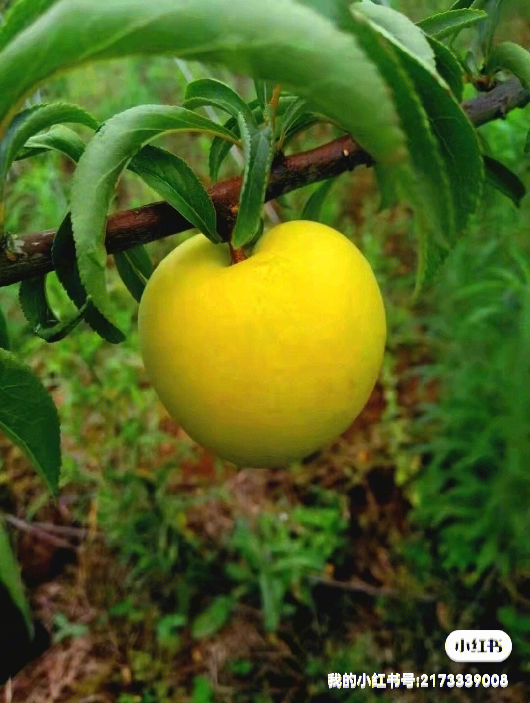 泯甜的蜂糖李