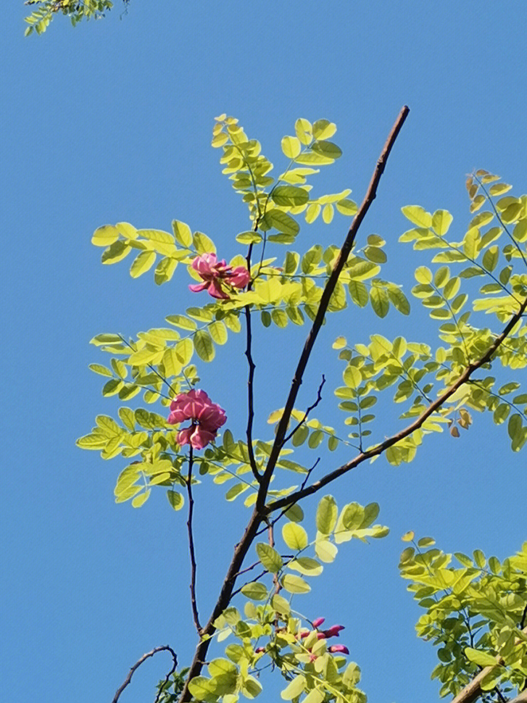 红槐花