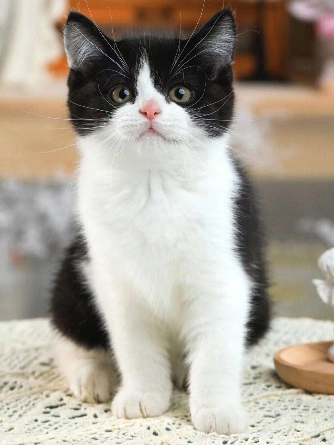 英短黑白猫的特点图片