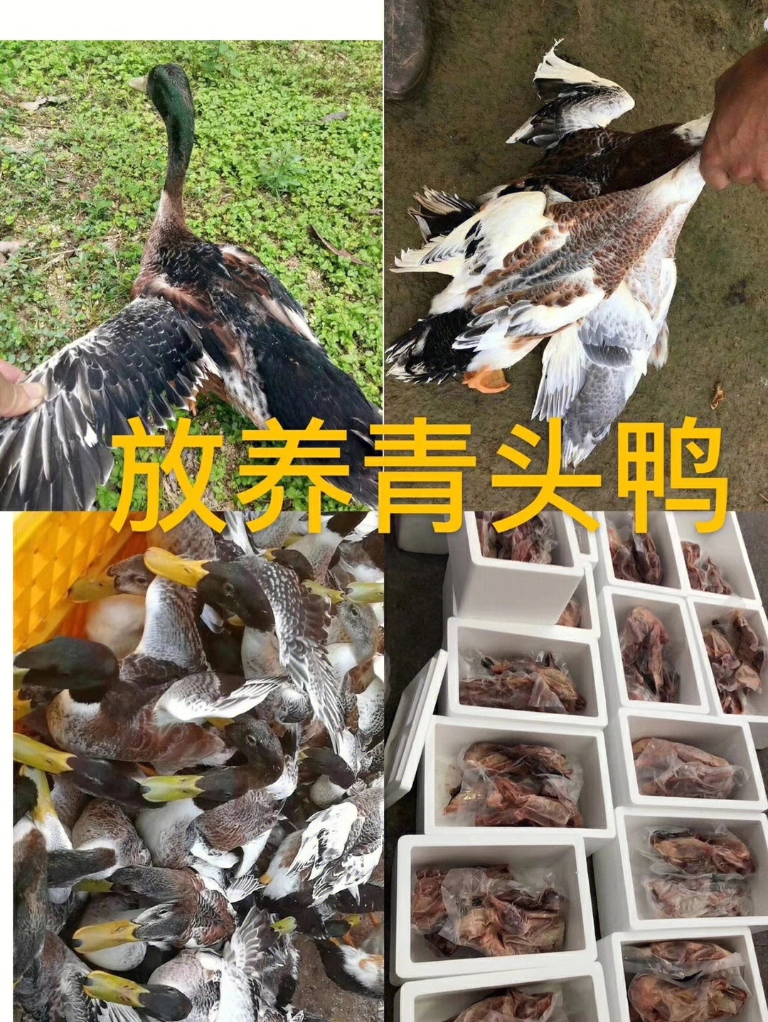 青头鸭煲石斛的功效图片