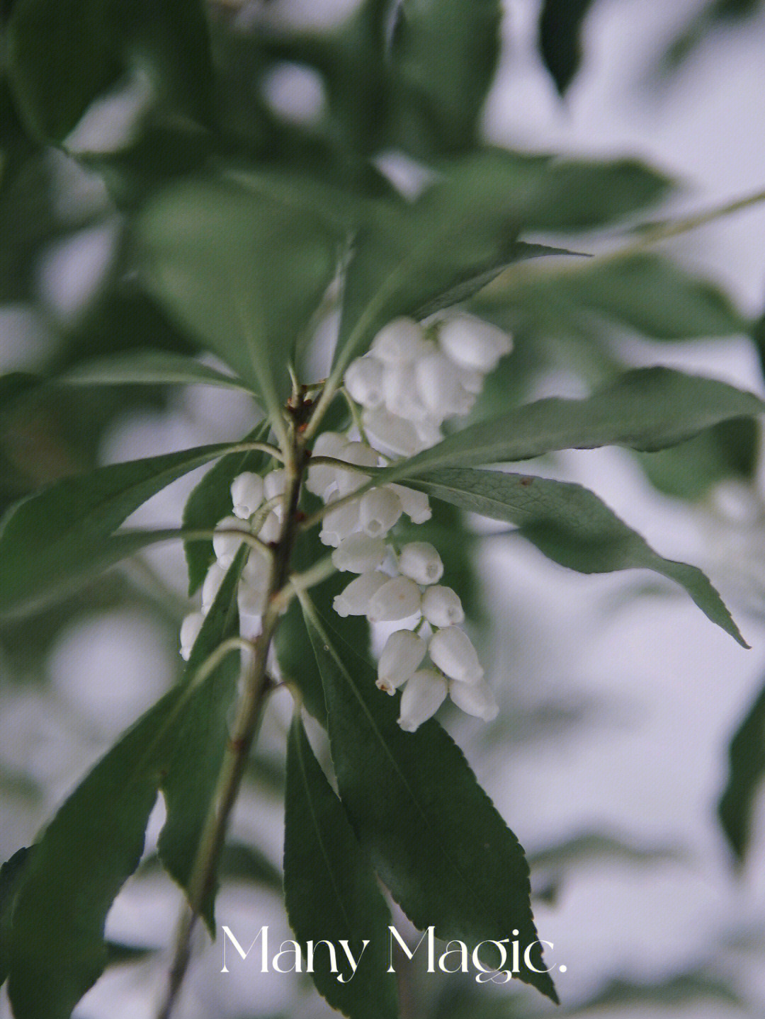 madao开花了图片