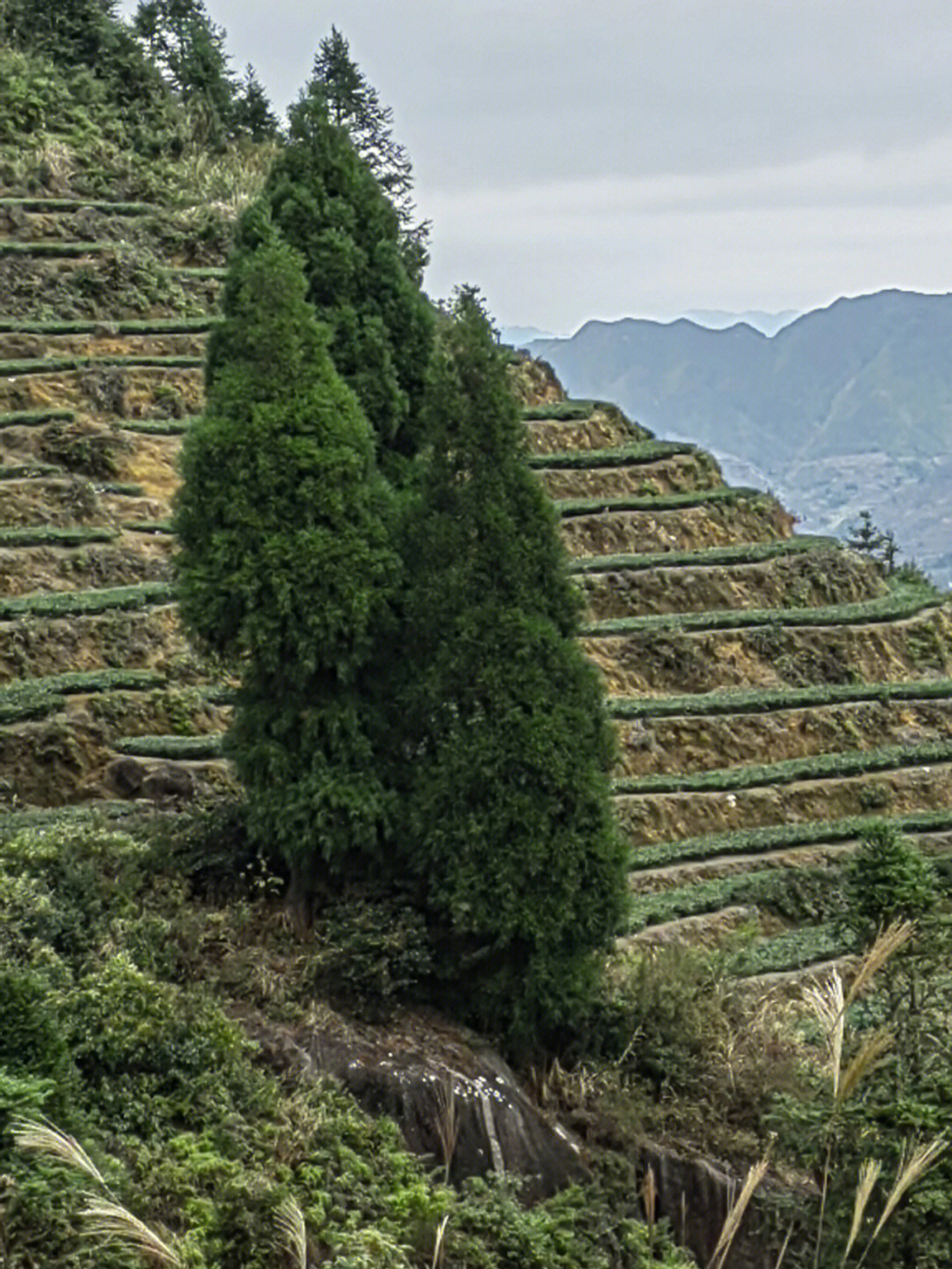 旅行日记我在安溪铁观音产地佛耳山