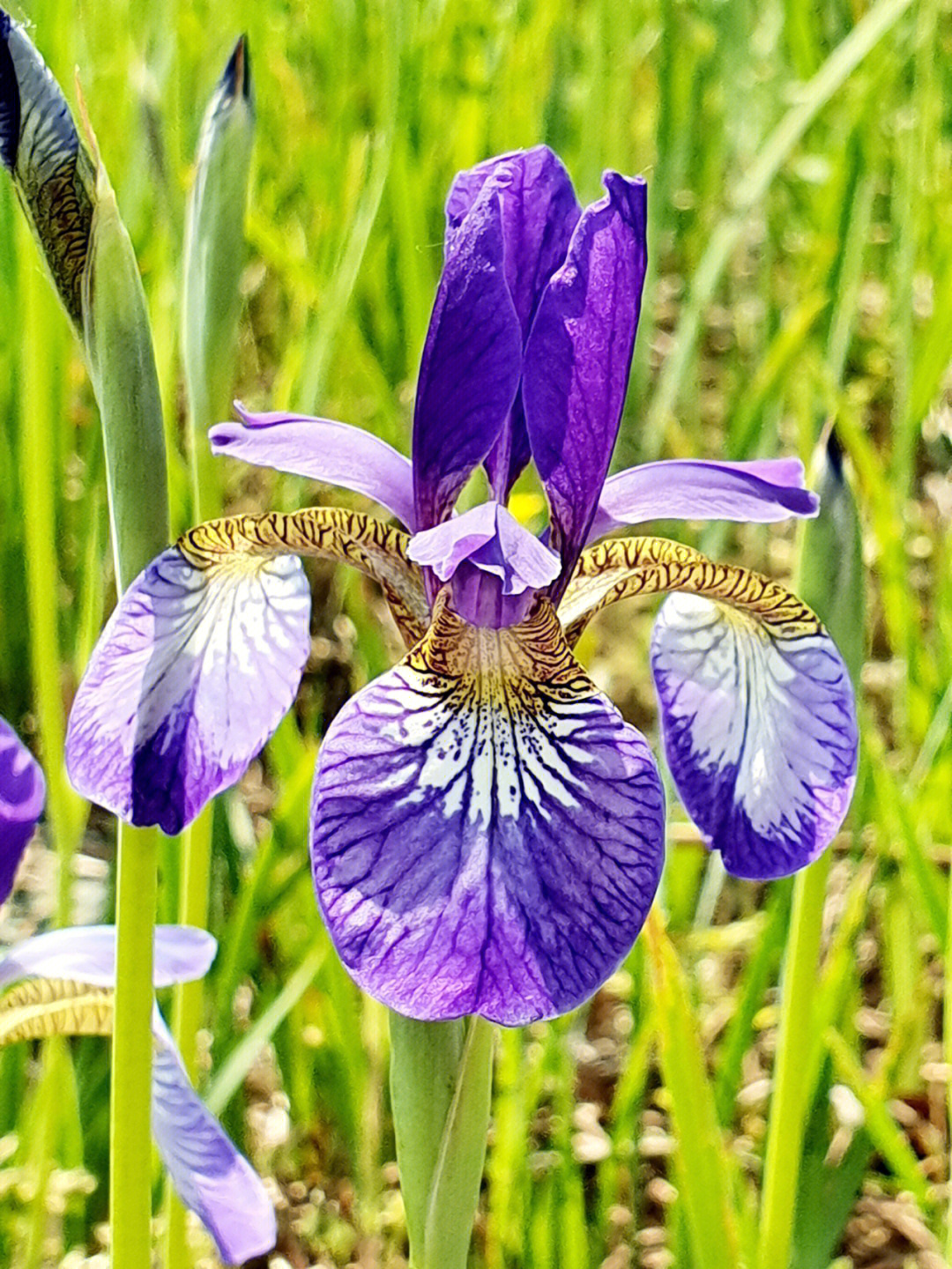 90公园里的鸢尾花开正灿烂,一片紫色花海太好看了#鸢尾花#花草