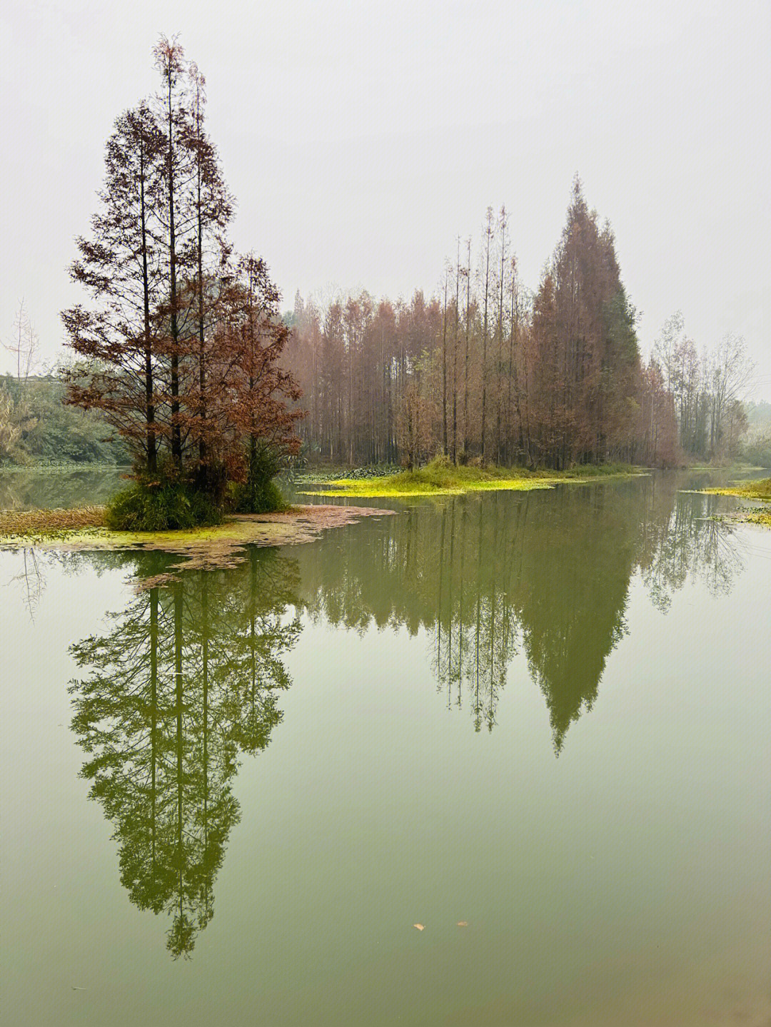 崇州桤木河湿地公园图片