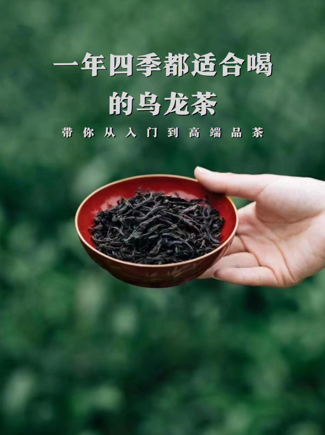 乌龙茶推荐适合刚入门茶友的三大乌龙茶04