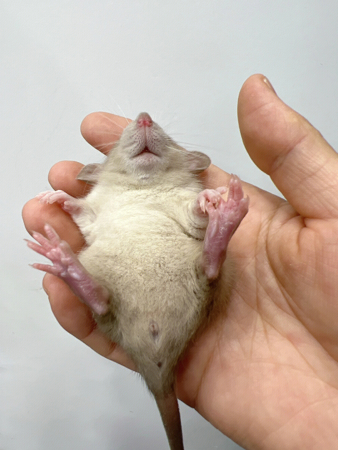 母花枝鼠怀孕变化图图片