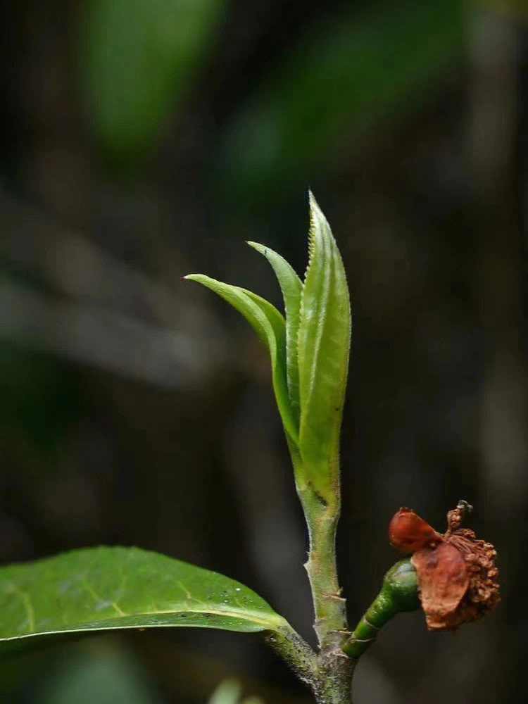 普洱春茶图片