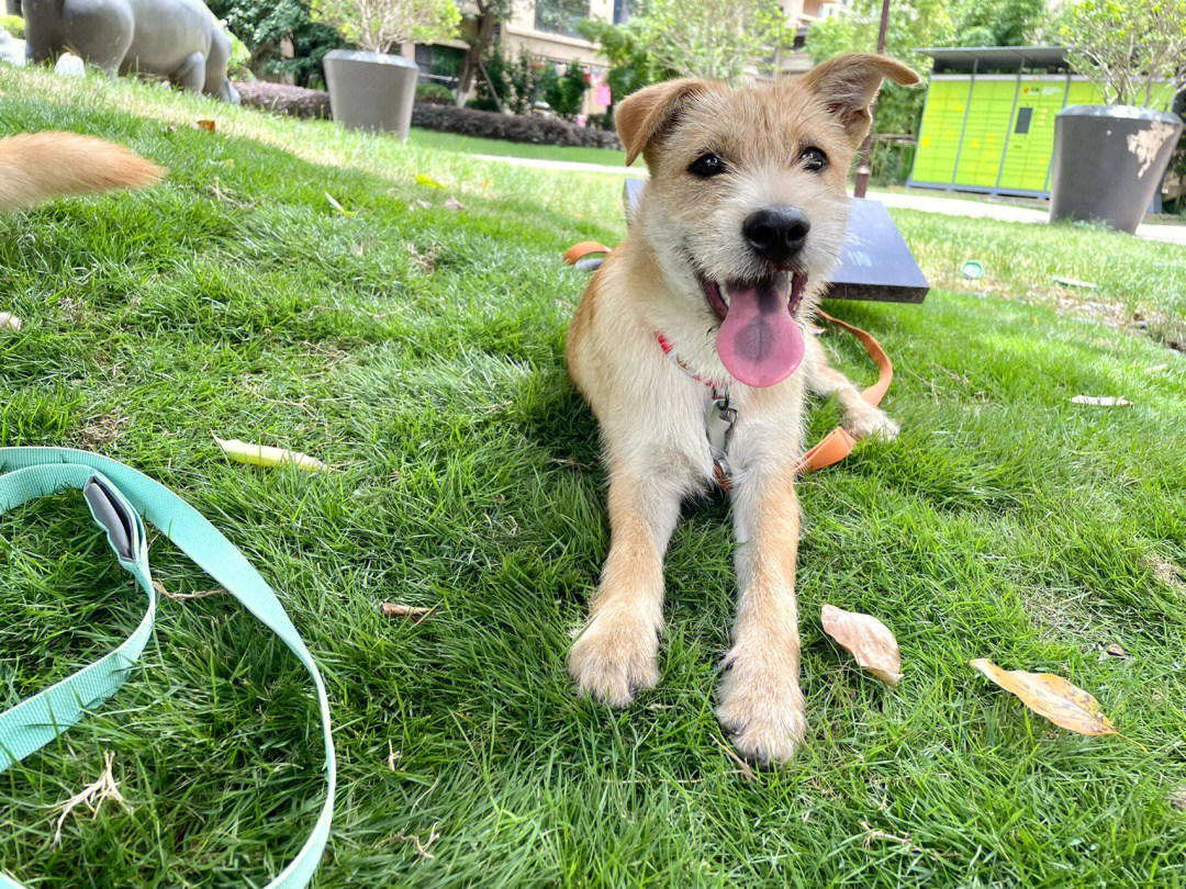 梗犬和田园犬串串图片