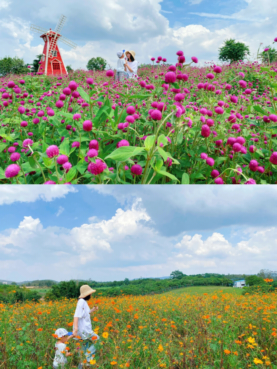 北部湾花卉小镇图片