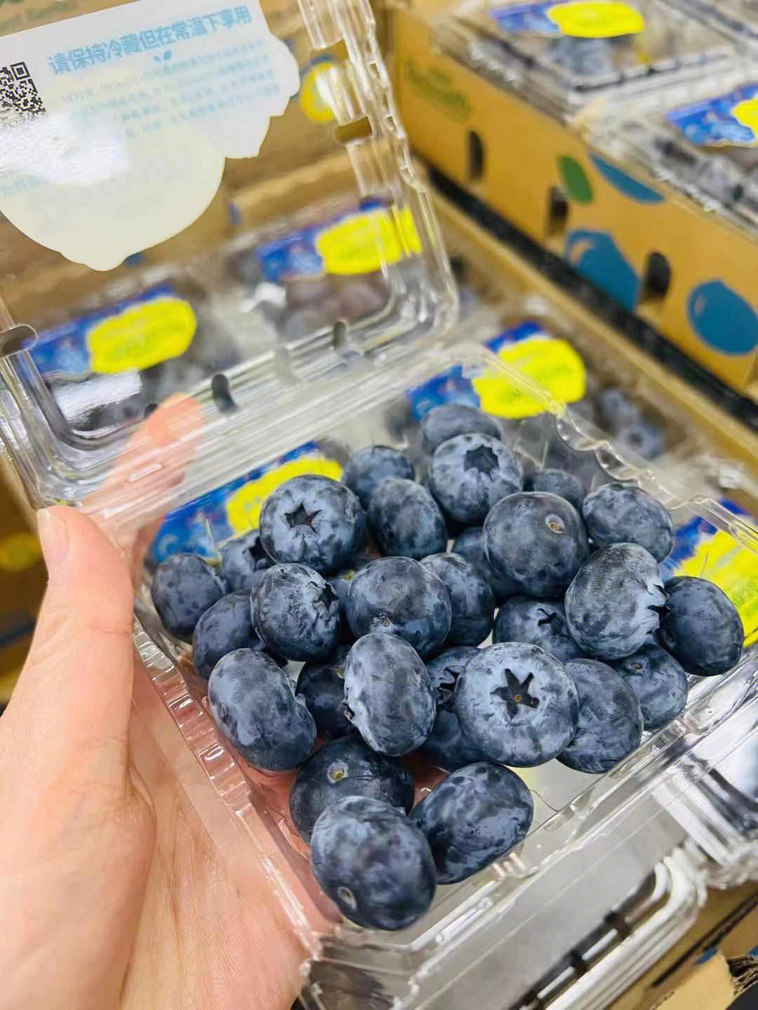 怡颗莓蓝莓品种图片