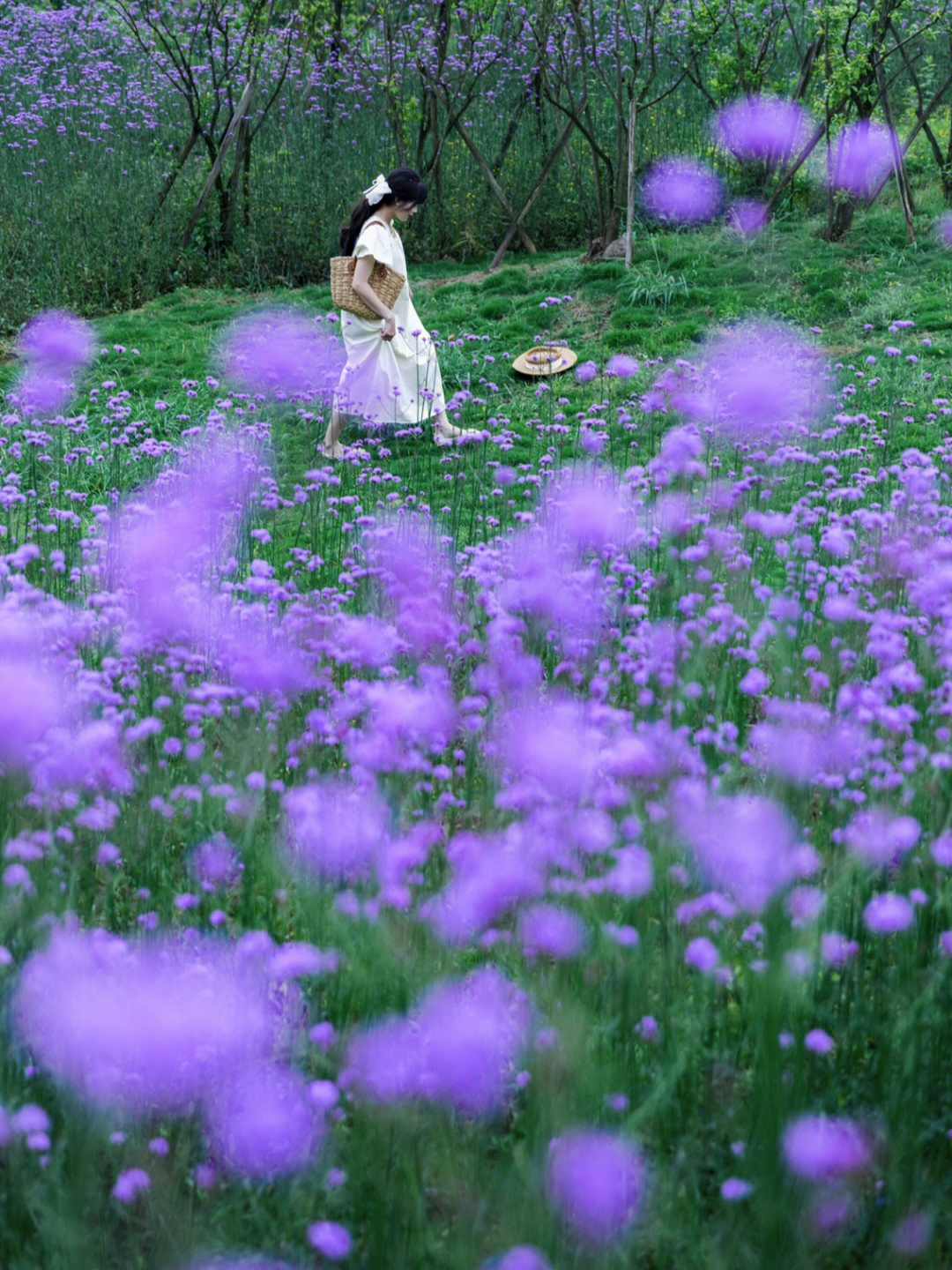 簇拥在一起的紫色花朵随风荡漾漫步其中让人仿佛置身普罗旺斯梦幻又浪