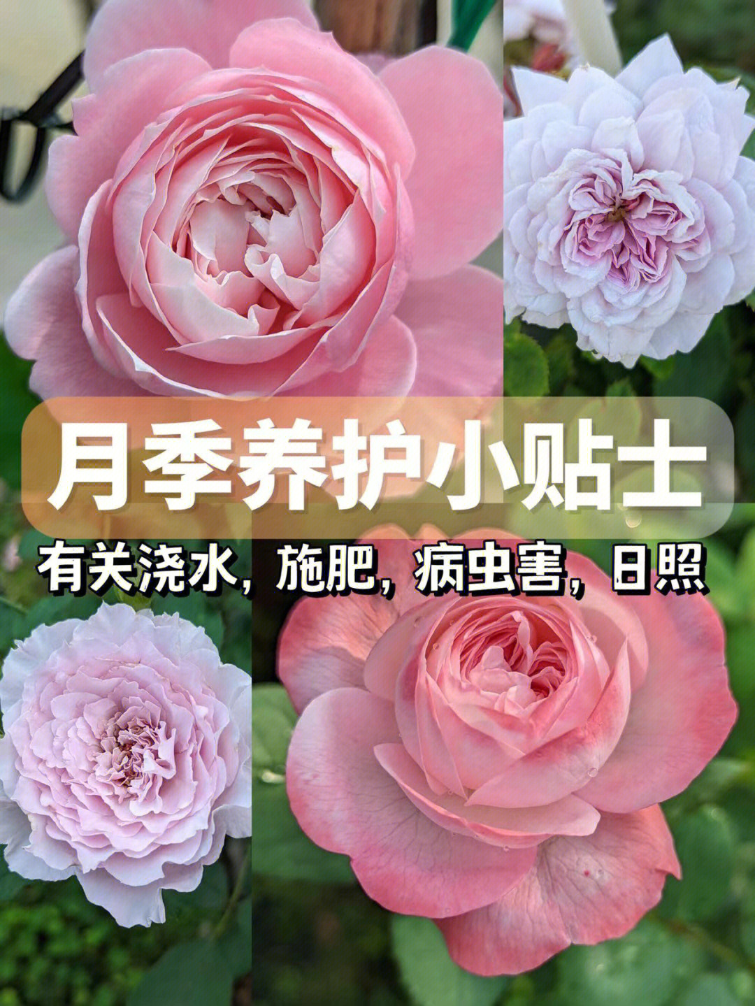 月季花植物卡片图片