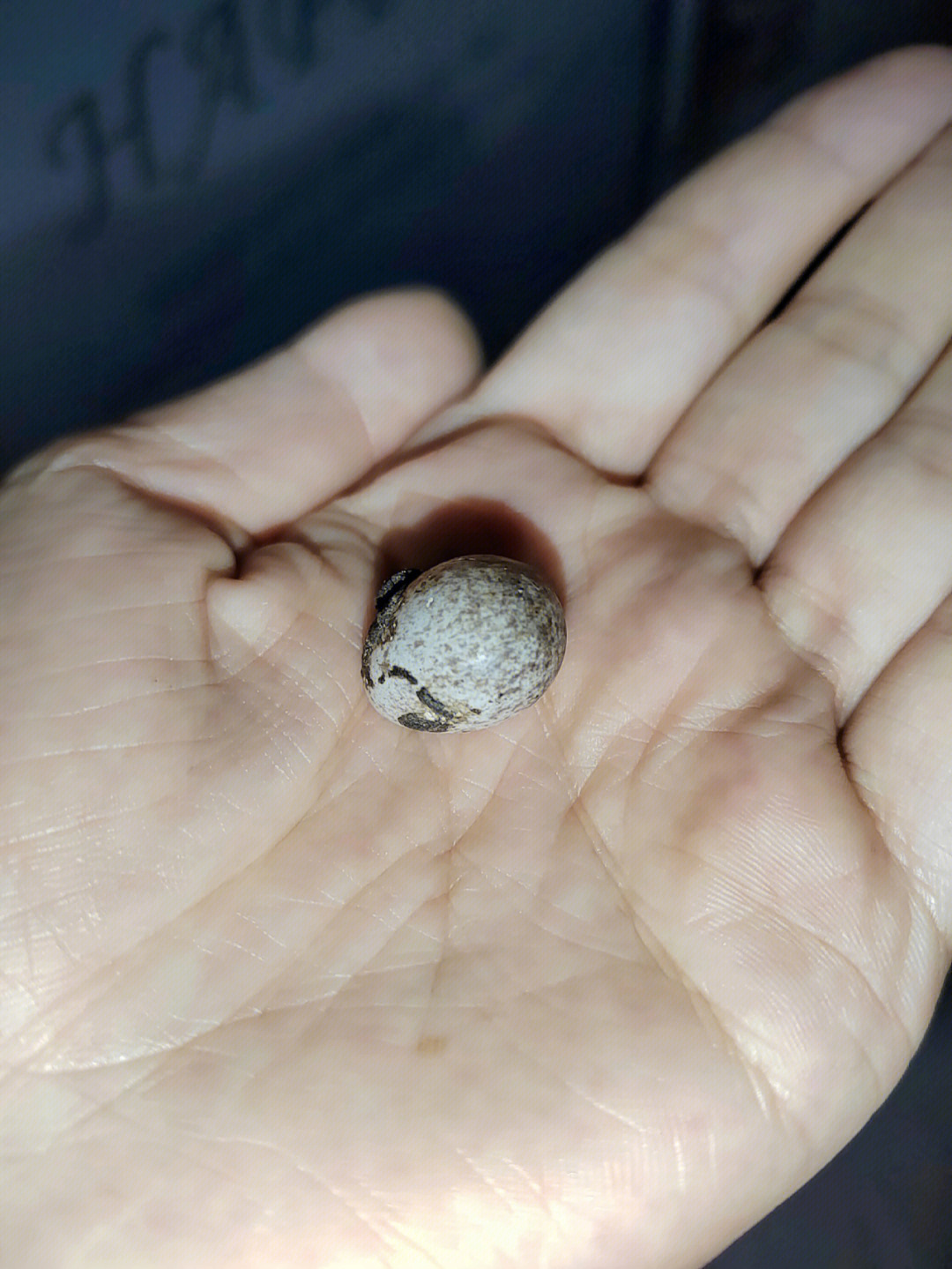 最小的鸟蛋图片