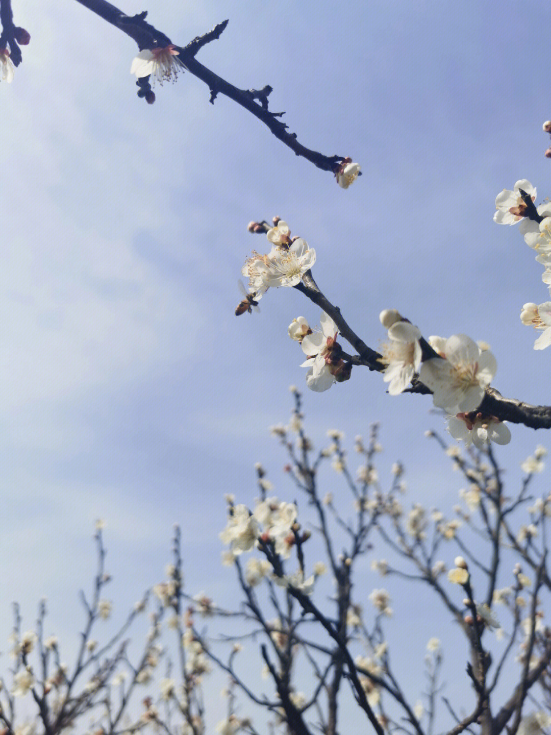 傅家边梅花节地址图片