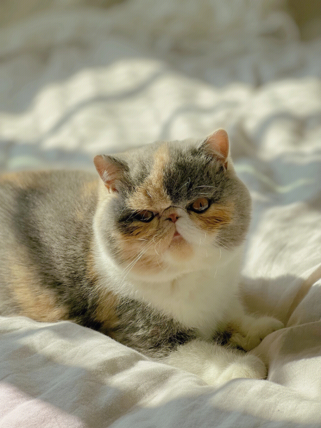 盛世美颜的加菲猫