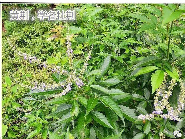 普洱草治荨麻疹图片图片