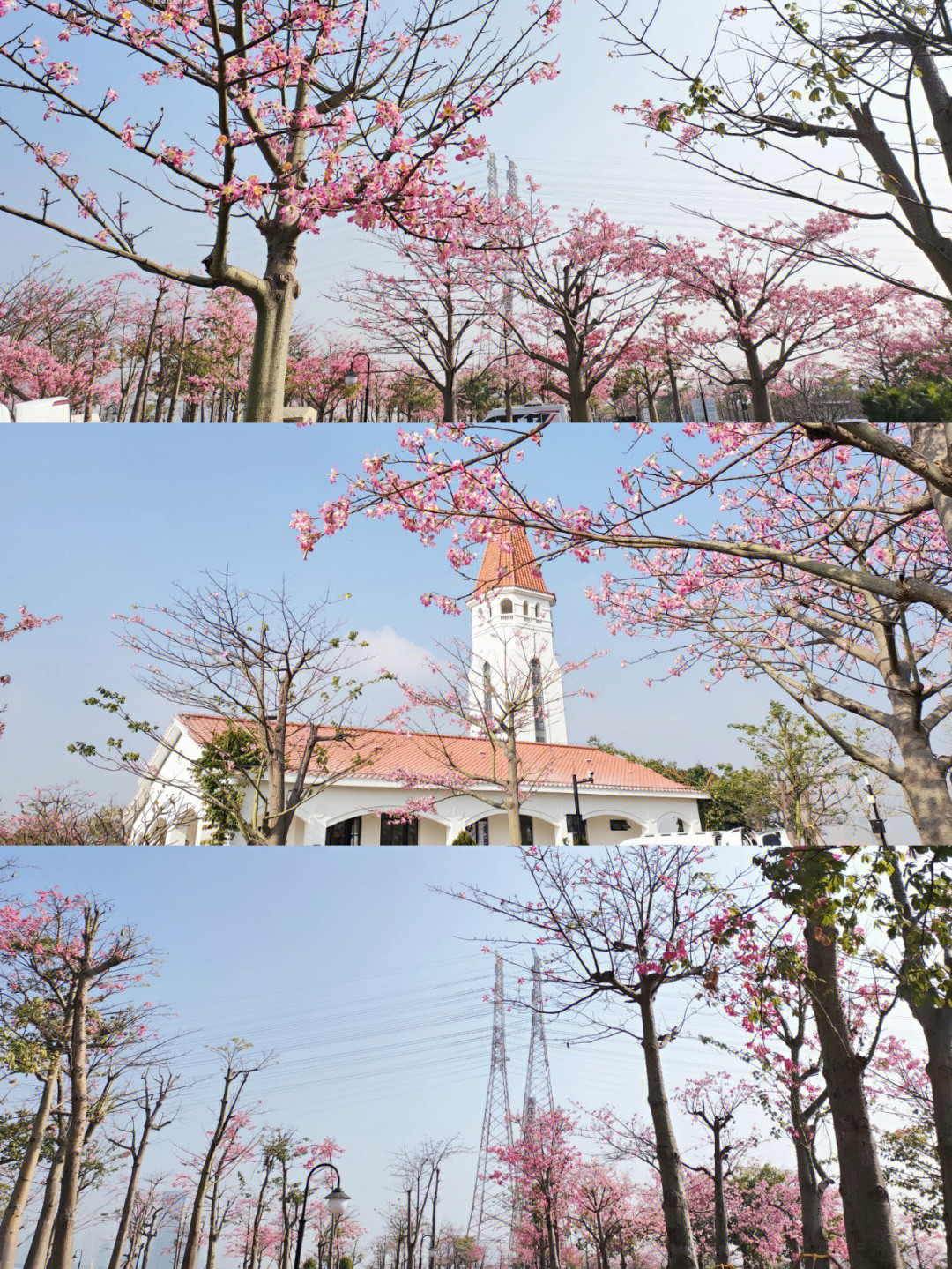 横琴十里花海长廊地址图片