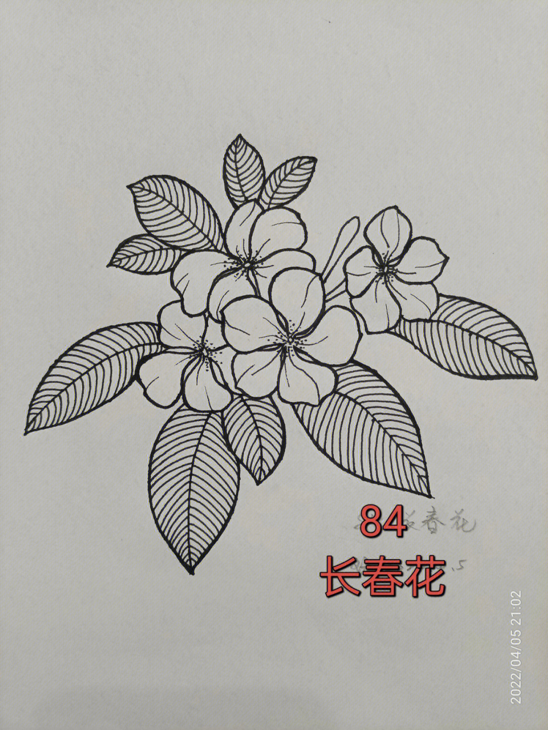 长春花简笔画画法图片