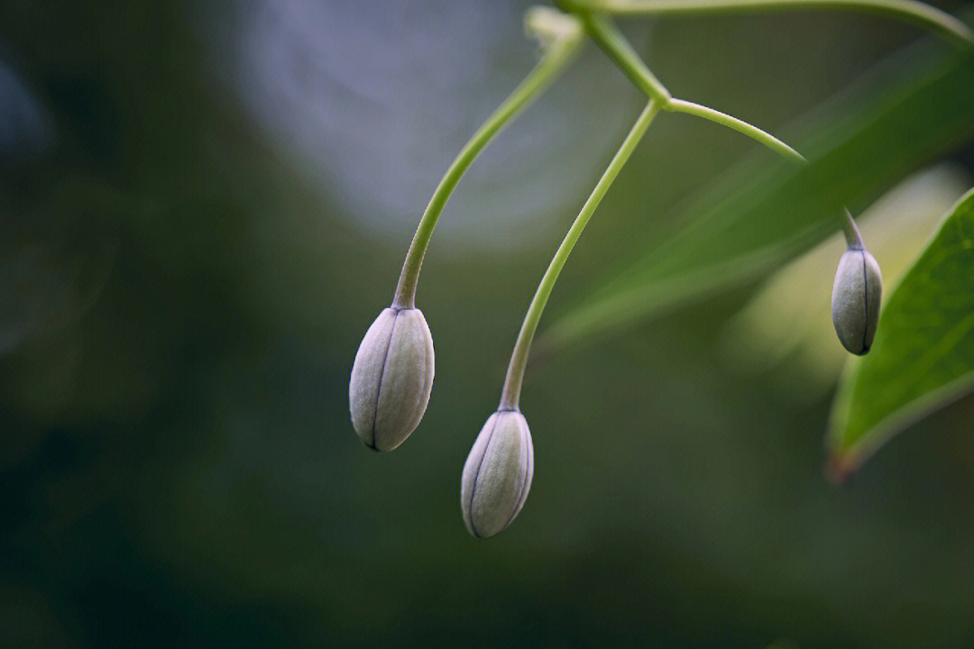 八月炸开花图片