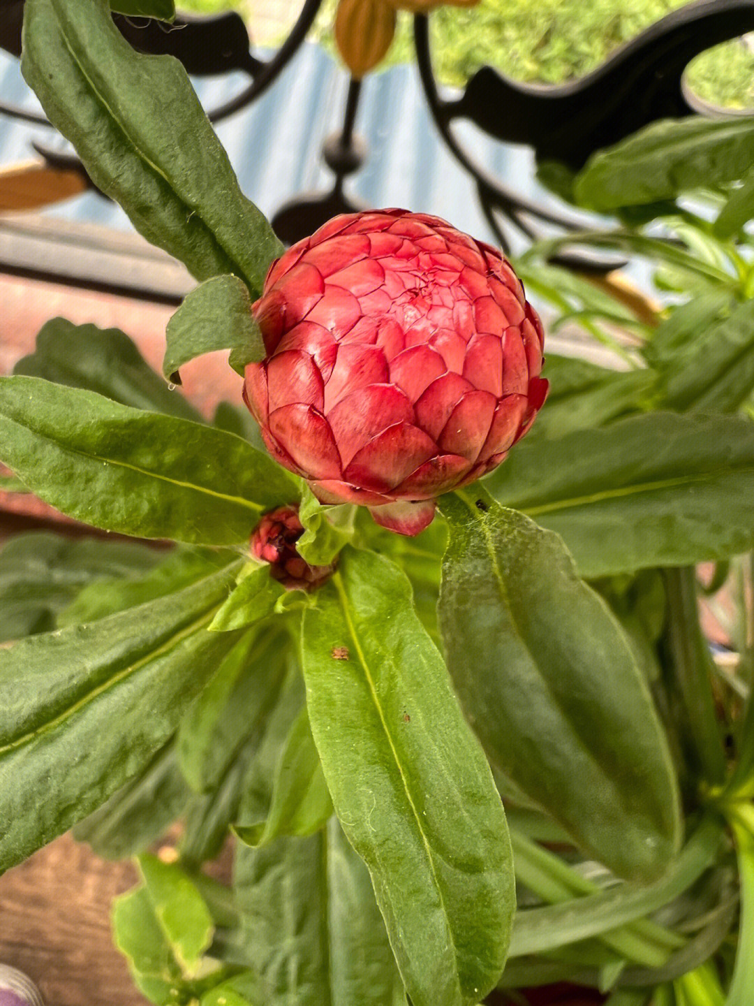 麦秆菊发芽图片图片