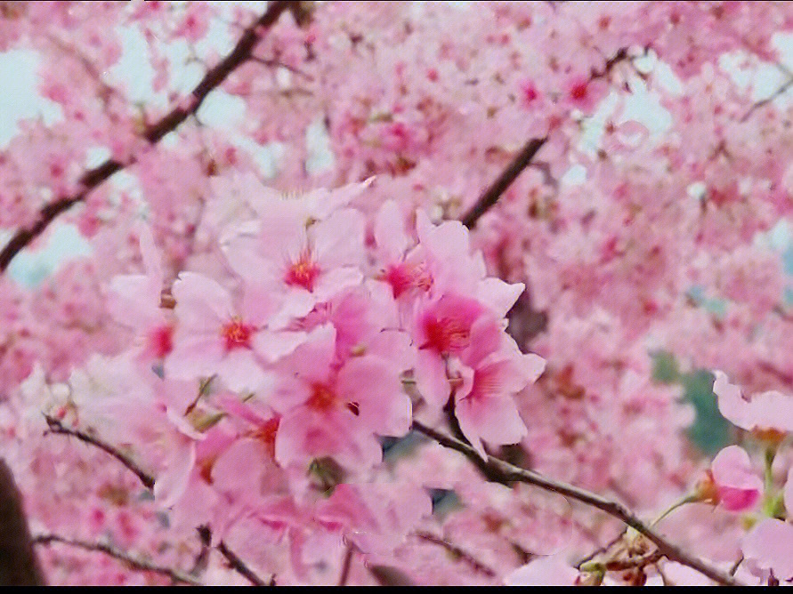 柳州环江樱花谷图片