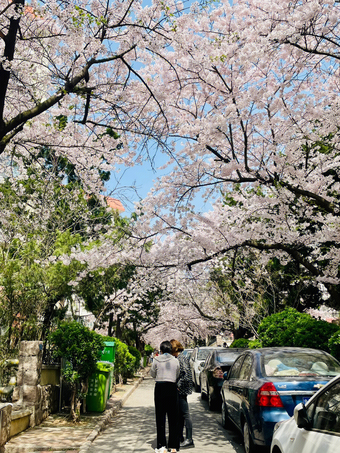 快去看三明南路樱花路照片根本不及它的美