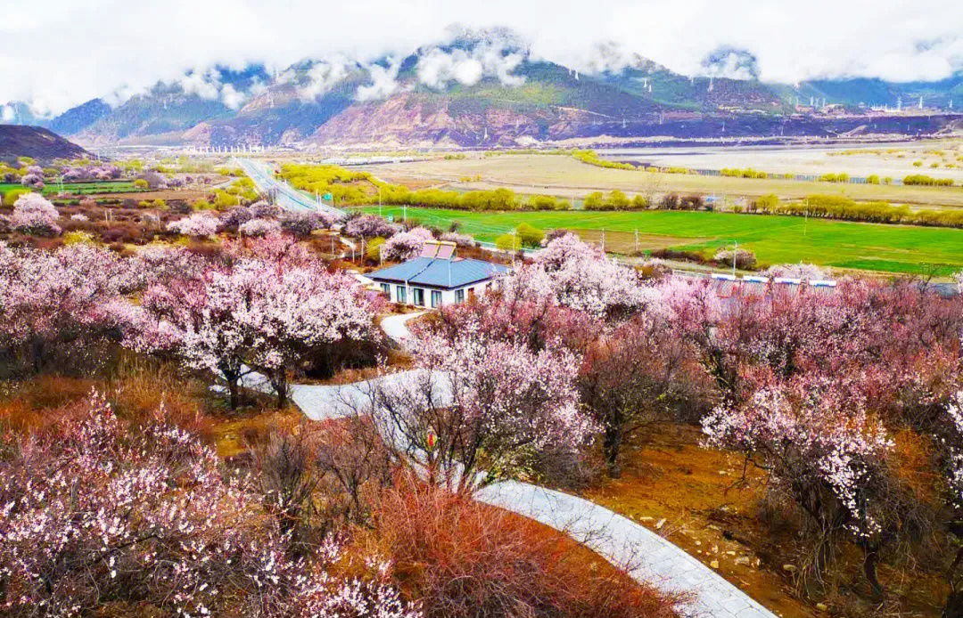 林芝天气_林芝租车_林芝