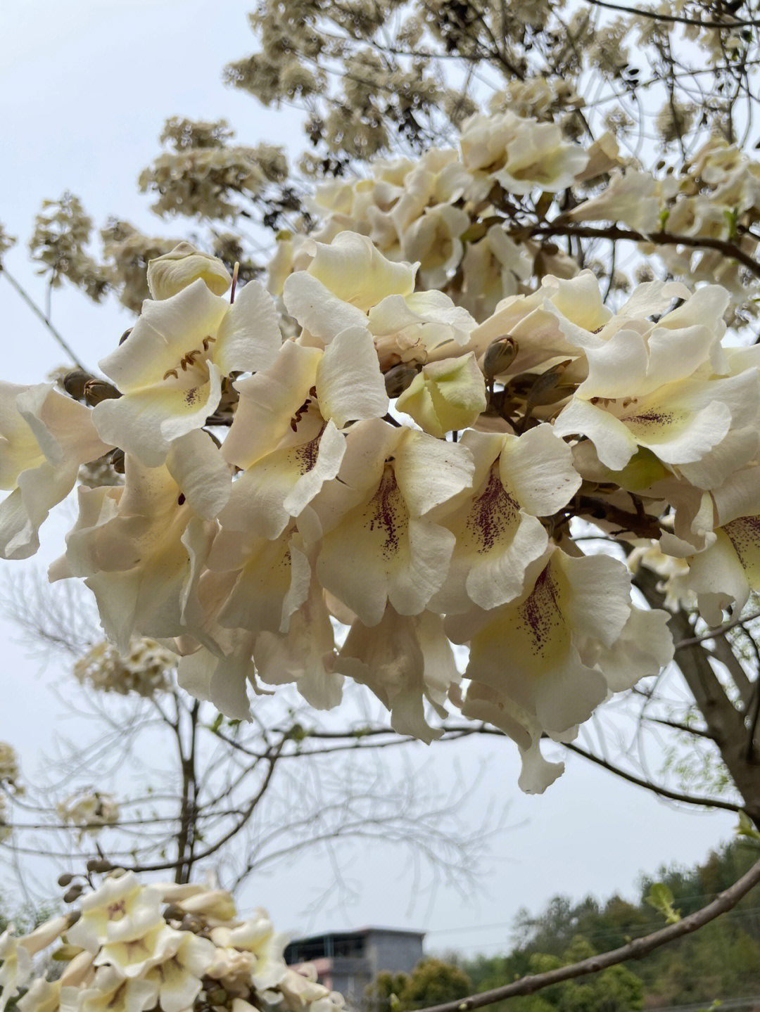 梧桐树花,花期长,花多,一簇一簇,有着浓郁的花香!