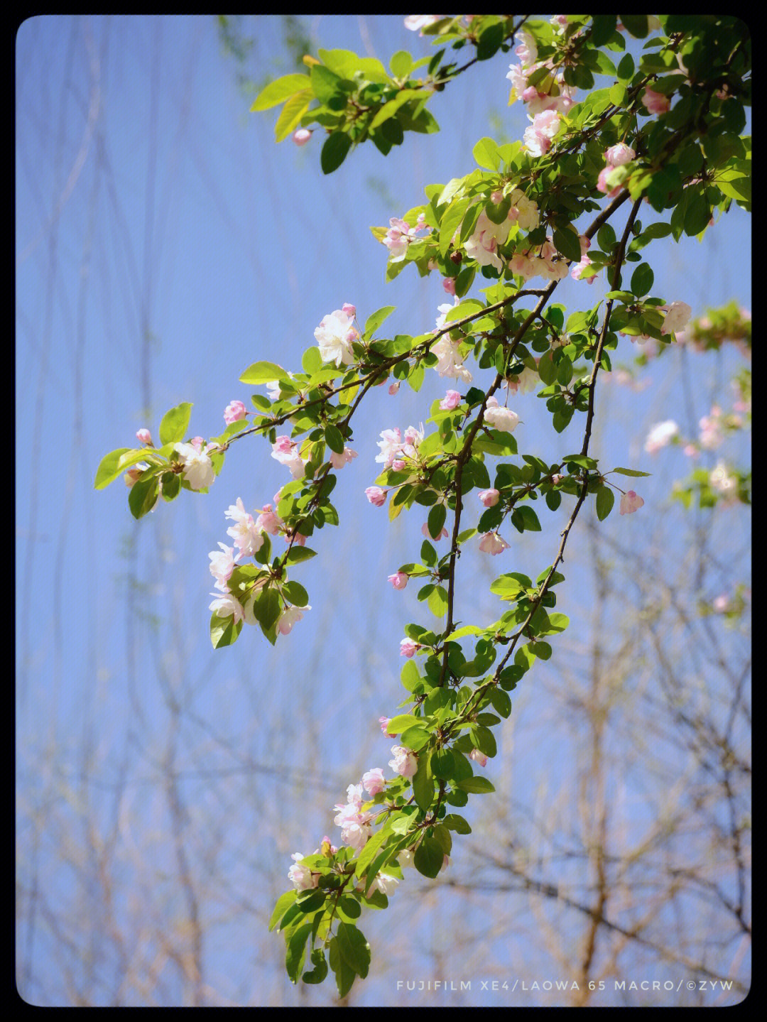 海棠树种类图片