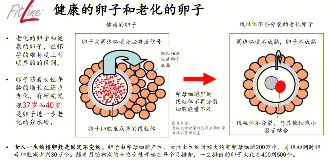 激活线粒体使卵子年轻化