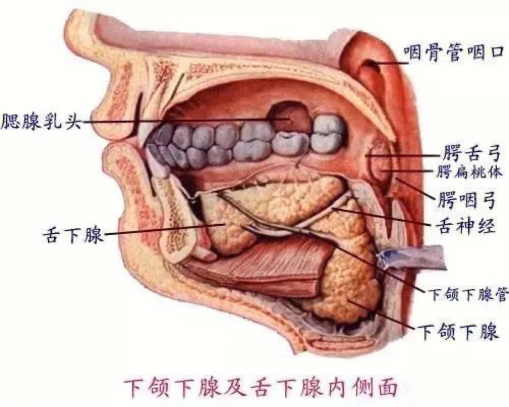 嘴巴里面的结构图图片