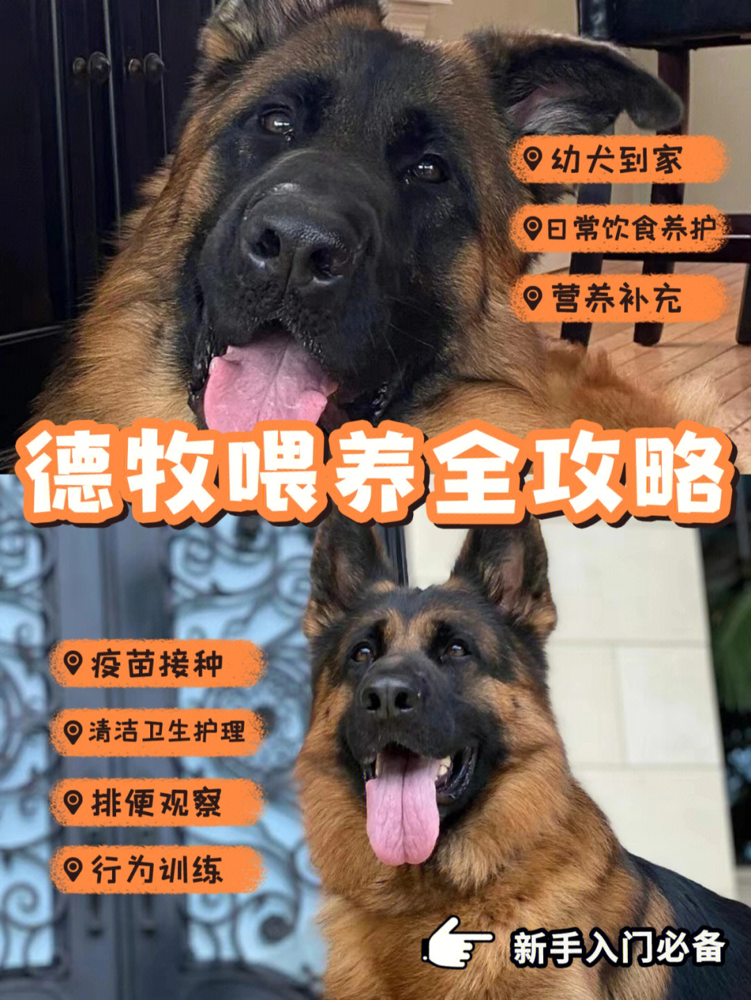 德牧幼犬喂养正确方法图片