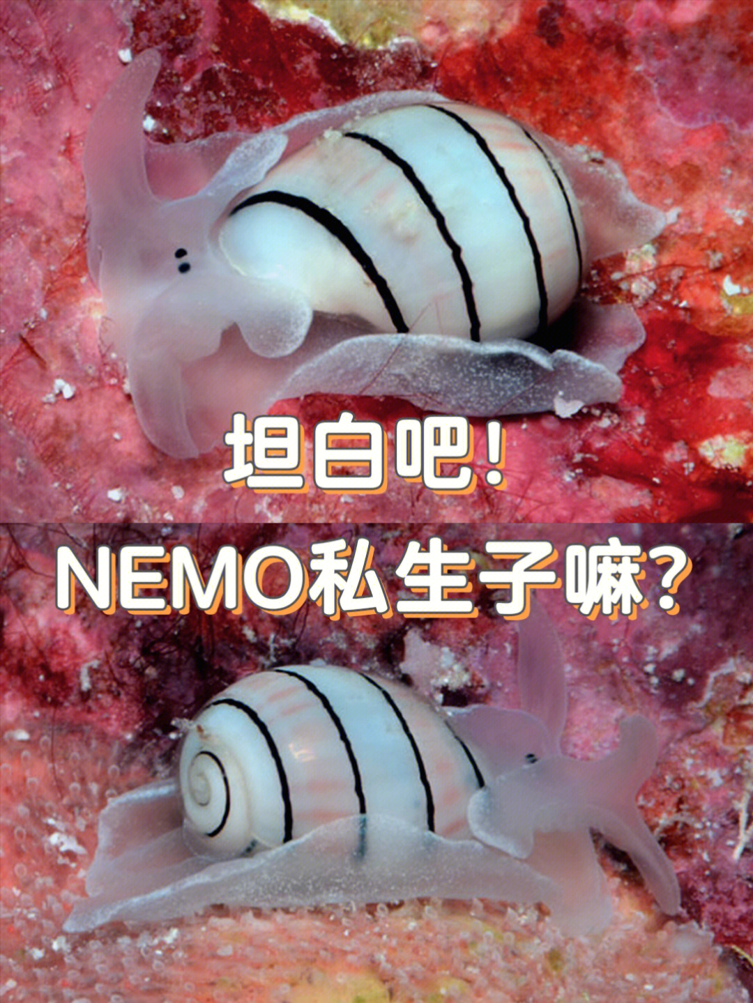 nemofish图片