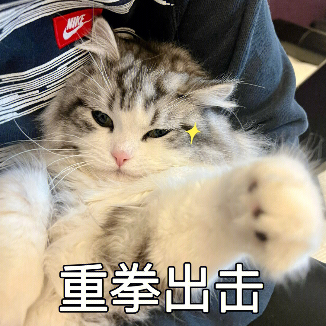 猫咪日常  