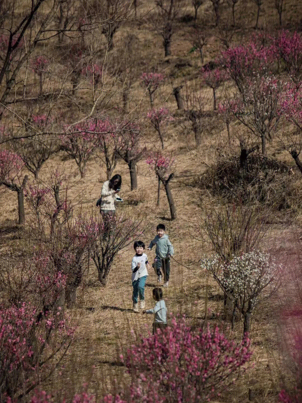 梅花儿女电视剧图片