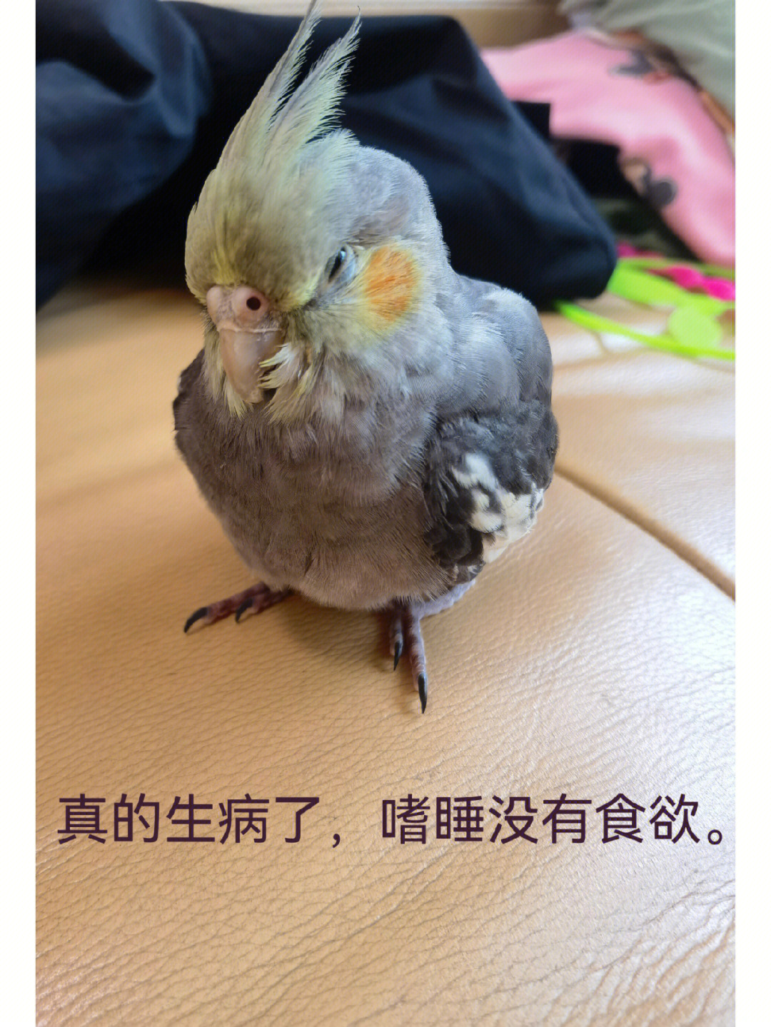 玄凤鹦鹉毛滴虫症状图片