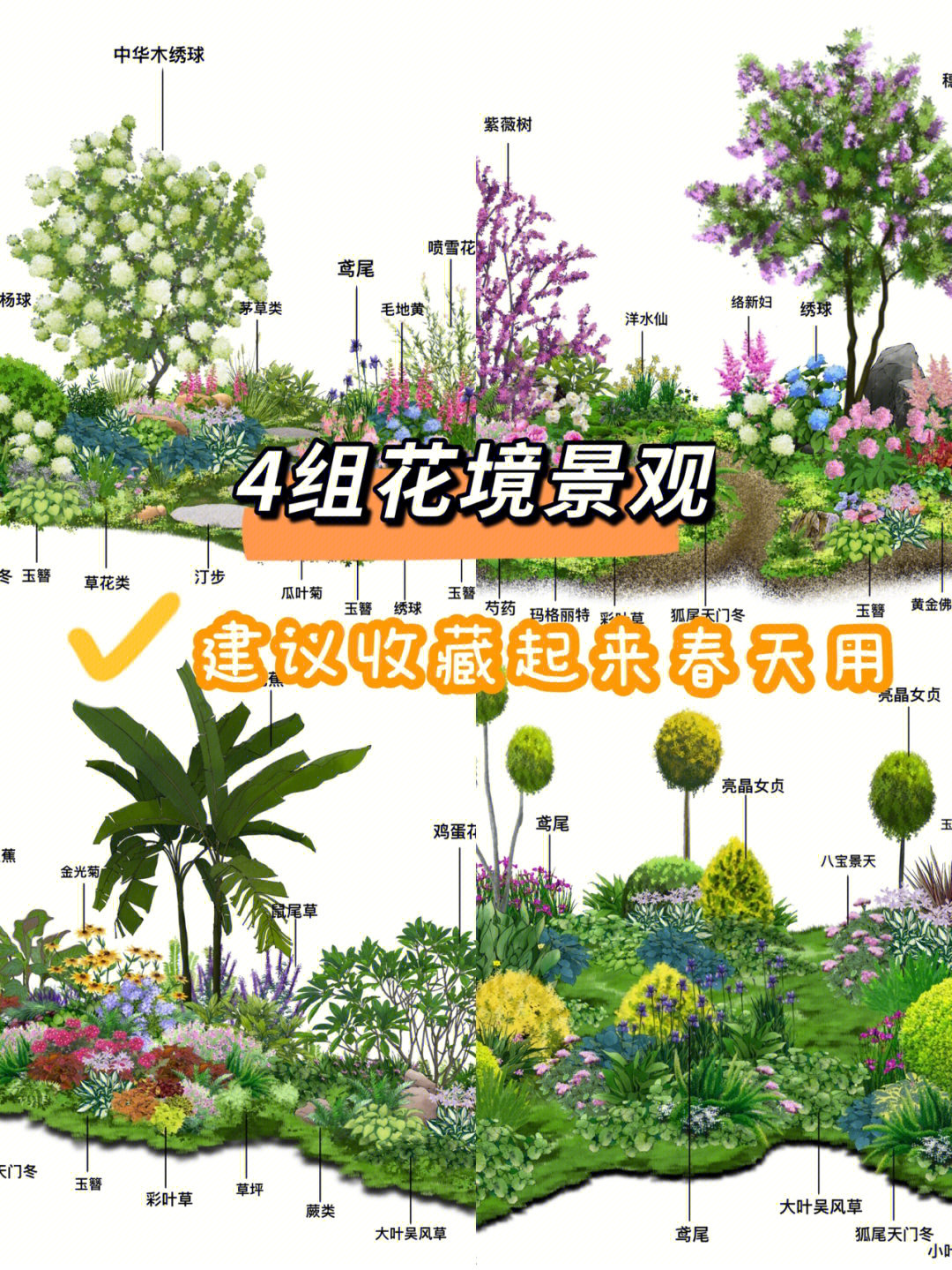 干货满的手绘花境景观内含植物名称