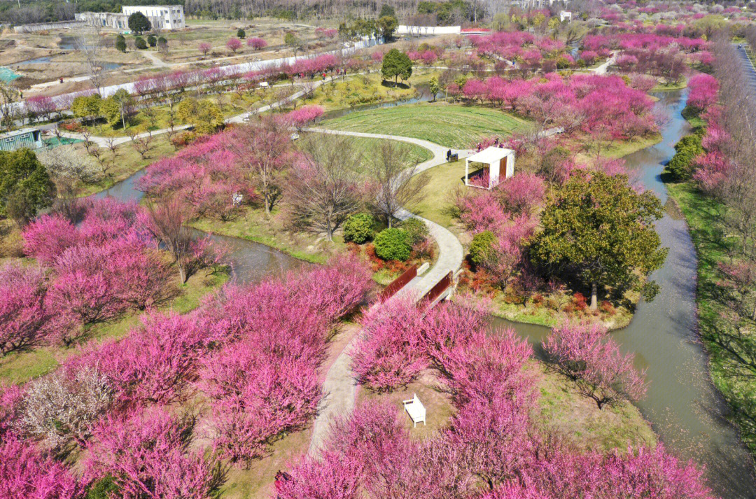 金山花开海上图片图片