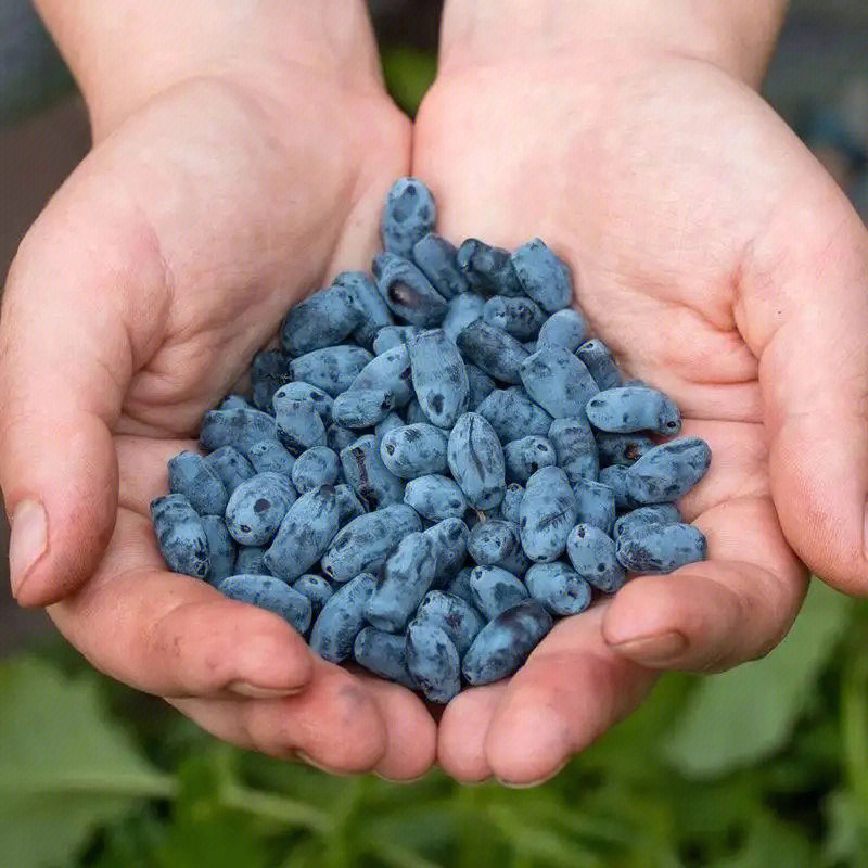 秋日野果蓝靛果比蓝莓还蓝的保健水果