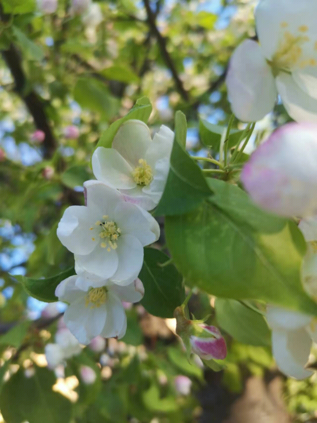 山丁子花