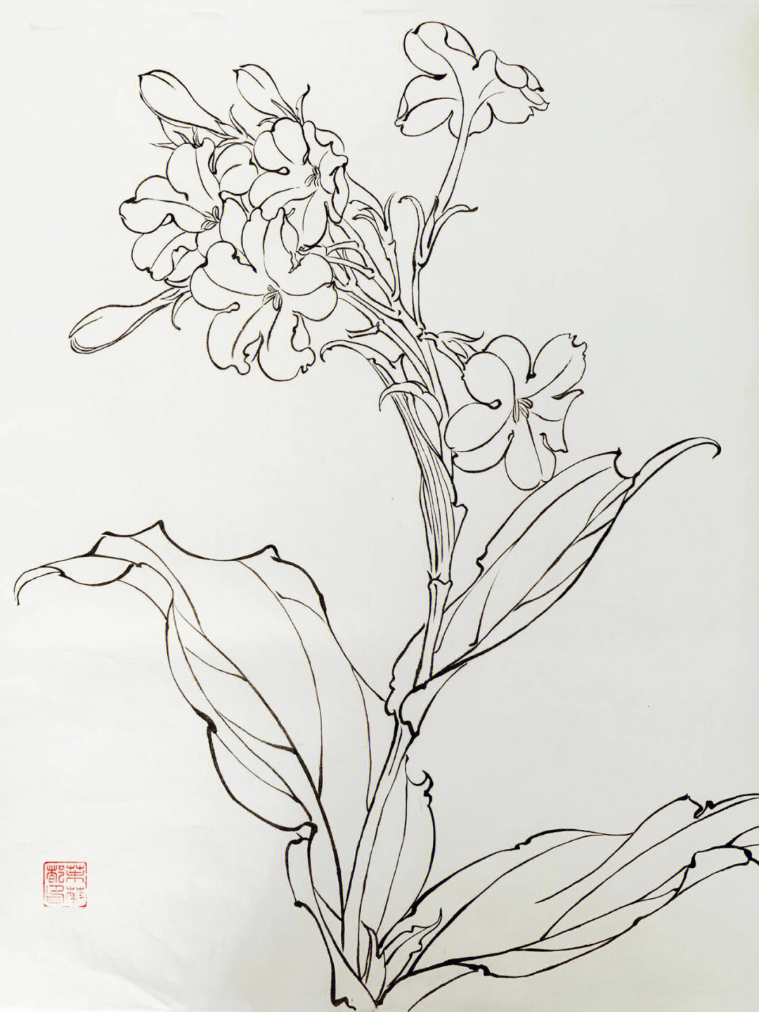 白描花卉王道图片