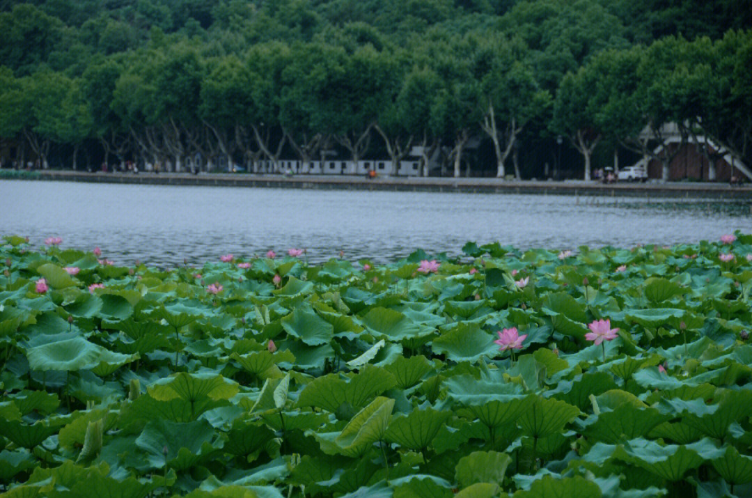 西湖美景