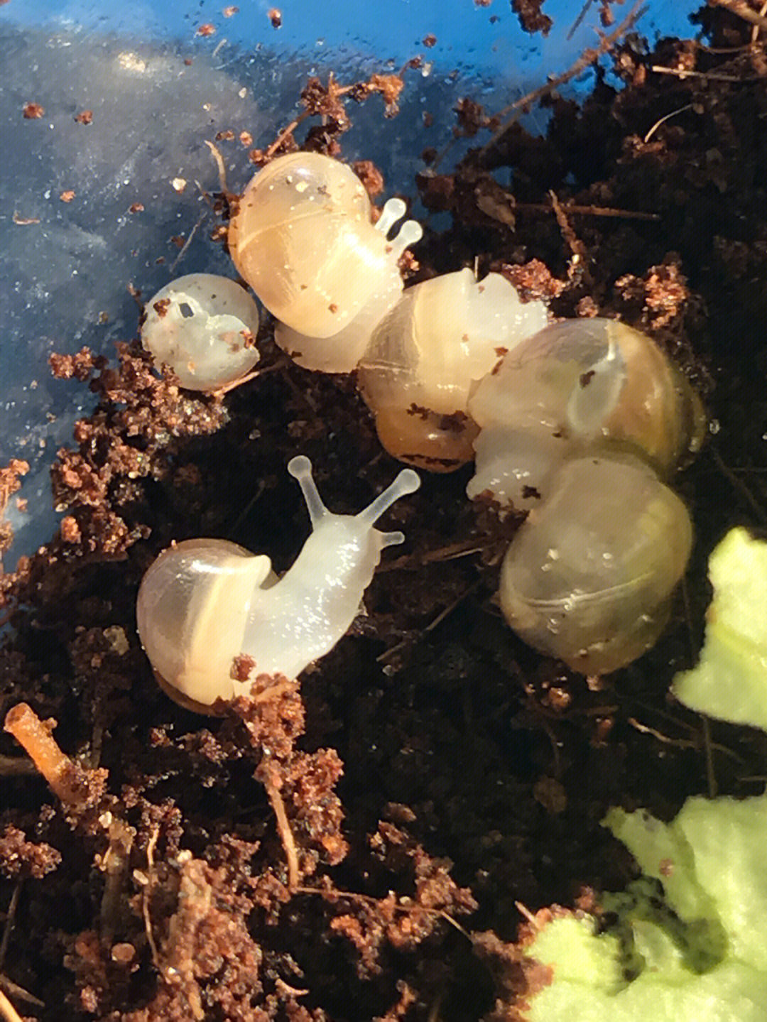 刚出生的小蜗牛图片